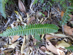 Blechnum australe australe