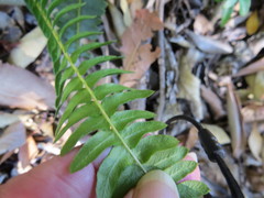 Blechnum australe australe