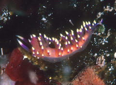 Coryphellina marcusorum