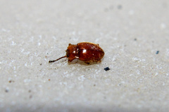 Danae testacea
