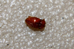 Danae testacea