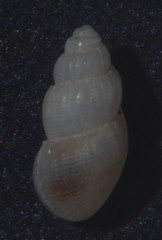 Onoba semicostata