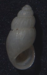 Onoba semicostata