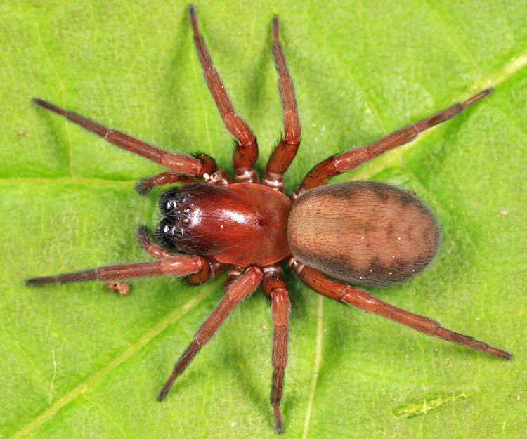 Amaurobiinae