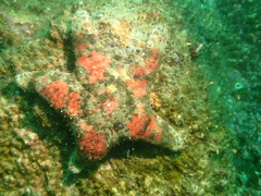 Gymnanthenea difficilis