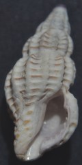 Cyrillia linearis
