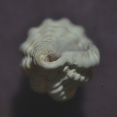 Cyrillia linearis