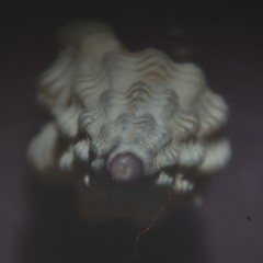 Cyrillia linearis