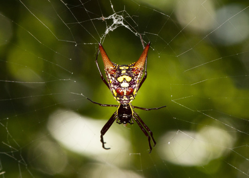 Micrathena sexspinosa