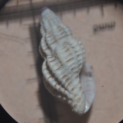 Cyrillia linearis