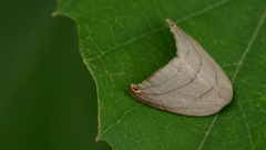 Pseudalbara parvula