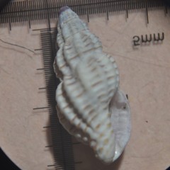 Cyrillia linearis