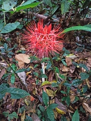 Scadoxus