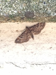 Gymnoscelis rufifasciata