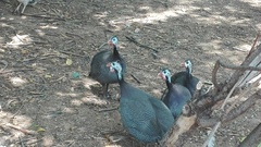 Numida meleagris domesticus