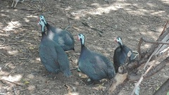 Numida meleagris domesticus