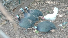 Numida meleagris domesticus