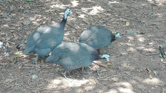 Numida meleagris domesticus