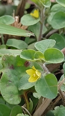 Lysimachia japonica