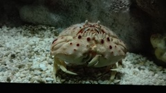 Calappa granulata