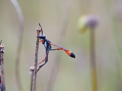 Ammophila heydeni