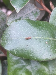 Cacopsylla fulguralis