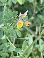 Crotalaria globifera