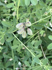 Crotalaria globifera
