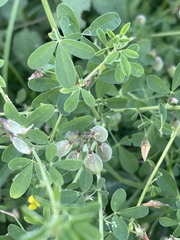 Crotalaria globifera