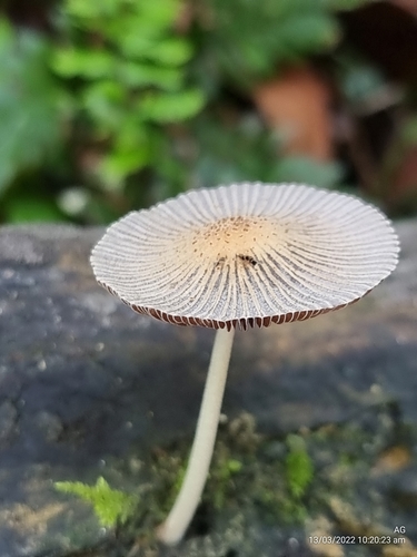 Coprinellus aureogranulatus