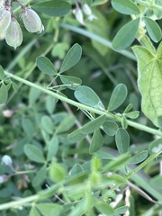 Crotalaria globifera