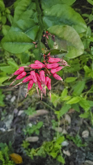 Euphorbia tithymaloides