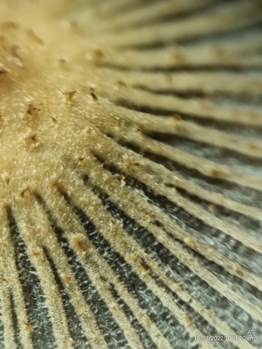 Coprinellus aureogranulatus