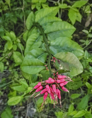 Euphorbia tithymaloides