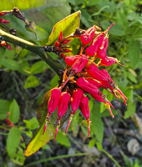 Euphorbia tithymaloides