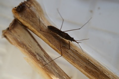 Gerris gracilicornis