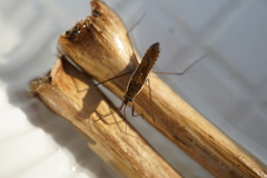 Gerris gracilicornis