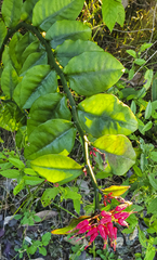 Euphorbia tithymaloides