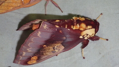 Citheronia phoronea