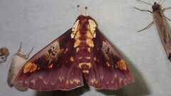 Citheronia phoronea