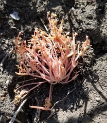 Claytonia exigua
