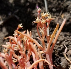 Claytonia exigua