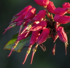 Euphorbia tithymaloides