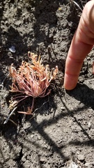 Claytonia exigua