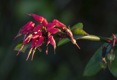 Euphorbia tithymaloides