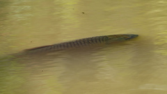 Ctenopharyngodon idella