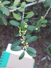 Ilex vomitoria image