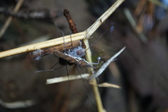 Gerris gracilicornis