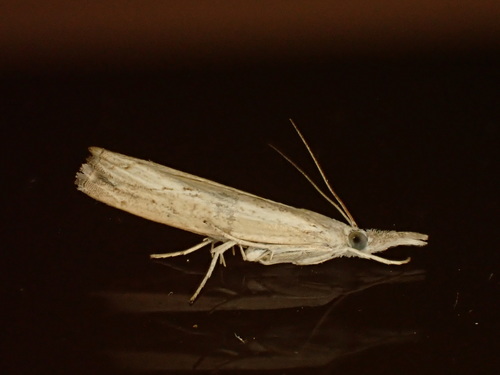 Culladia cuneiferellus photo 3