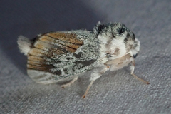 Mesoscia terminata